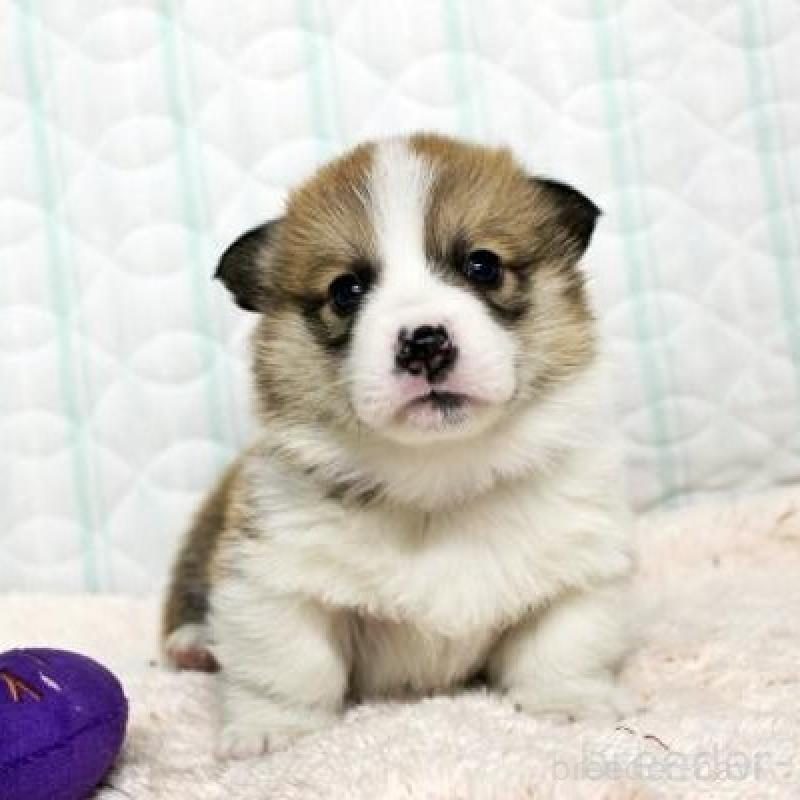 販売中の栃木県のウェルシュコーギーペンブローク-443588の2枚目