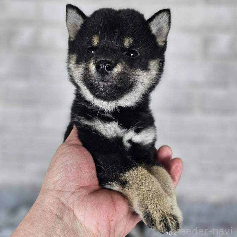 販売中の和歌山県の柴犬-443592の6枚目