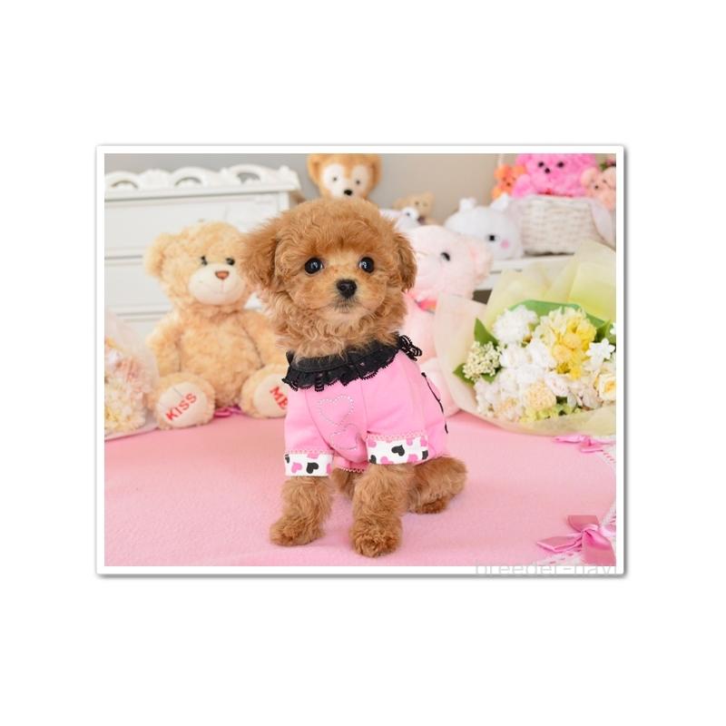 販売中の岩手県のティーカッププードル-443590の4枚目