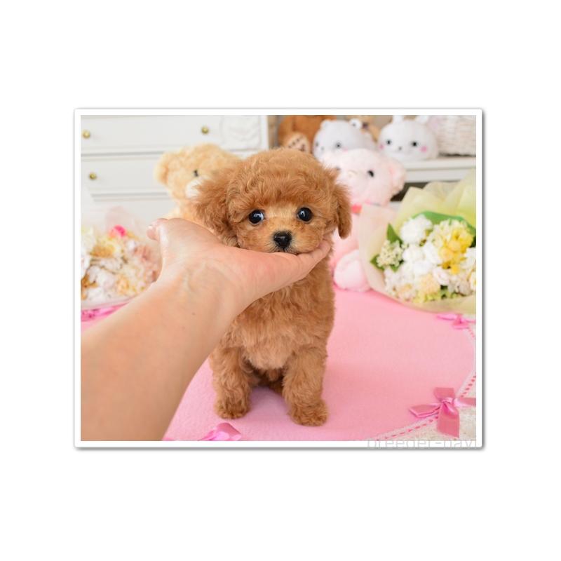 販売中の岩手県のティーカッププードル-443590の3枚目