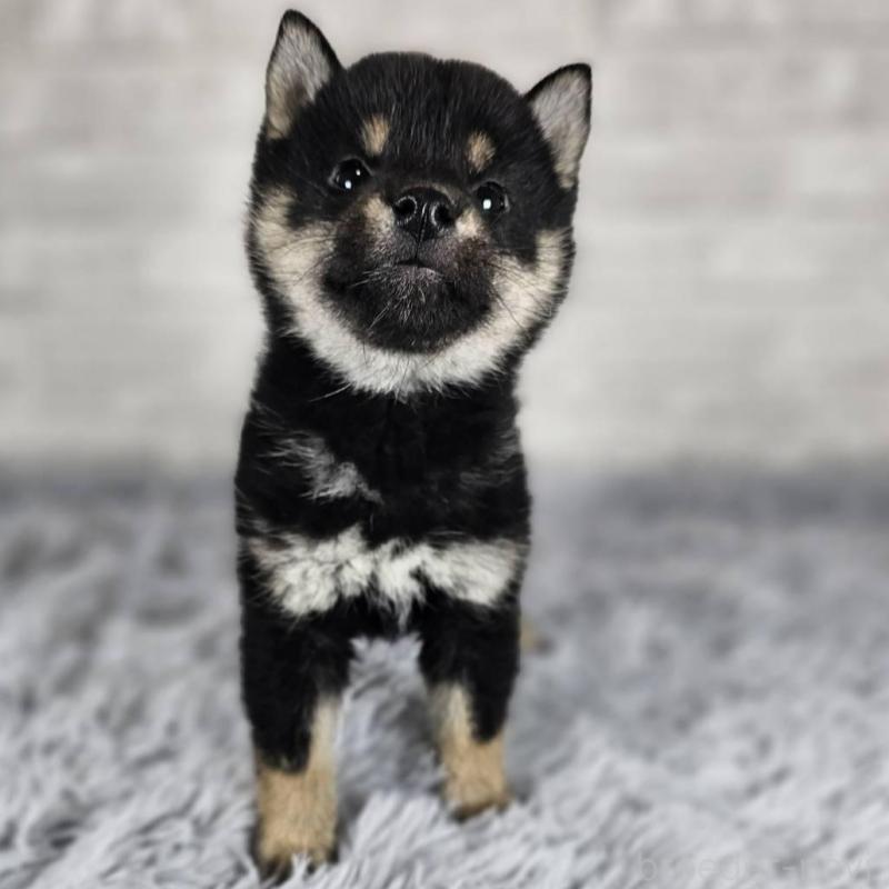 販売中の和歌山県の柴犬-443592の5枚目