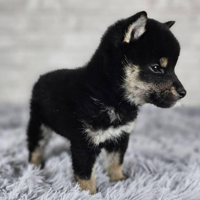 販売中の和歌山県の柴犬-443592の4枚目