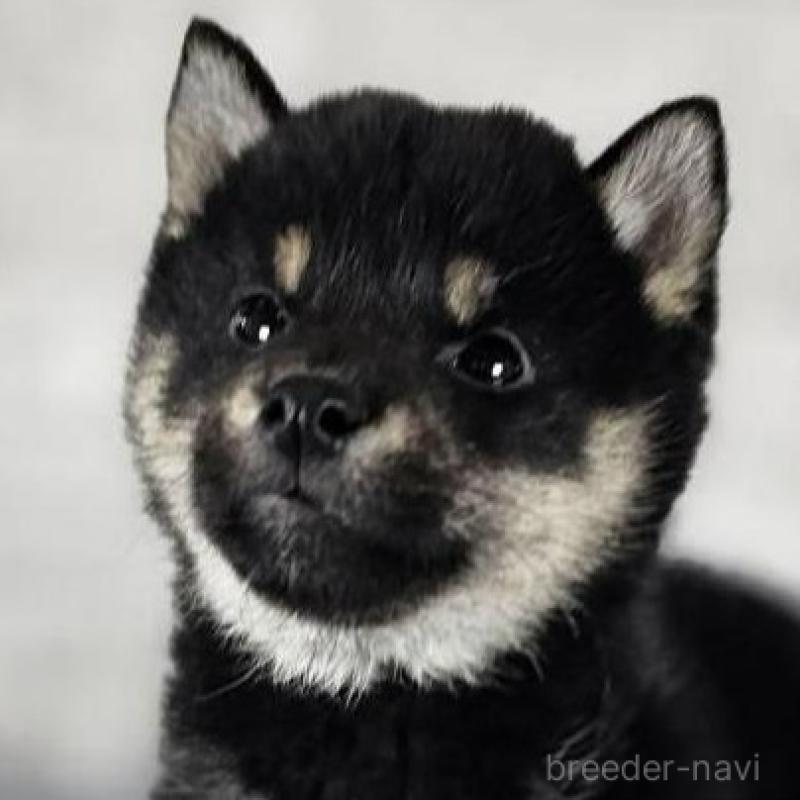 販売中の和歌山県の柴犬-443592の1枚目