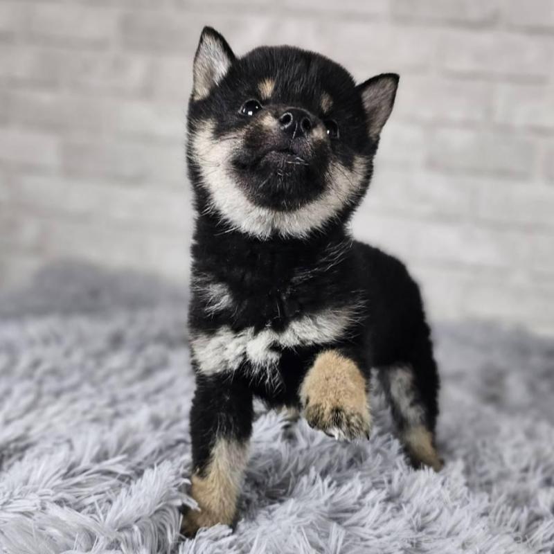 販売中の和歌山県の柴犬-443592の3枚目