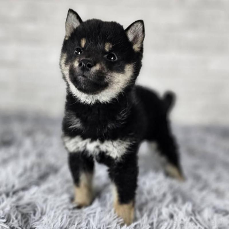 販売中の和歌山県の柴犬-443592の2枚目