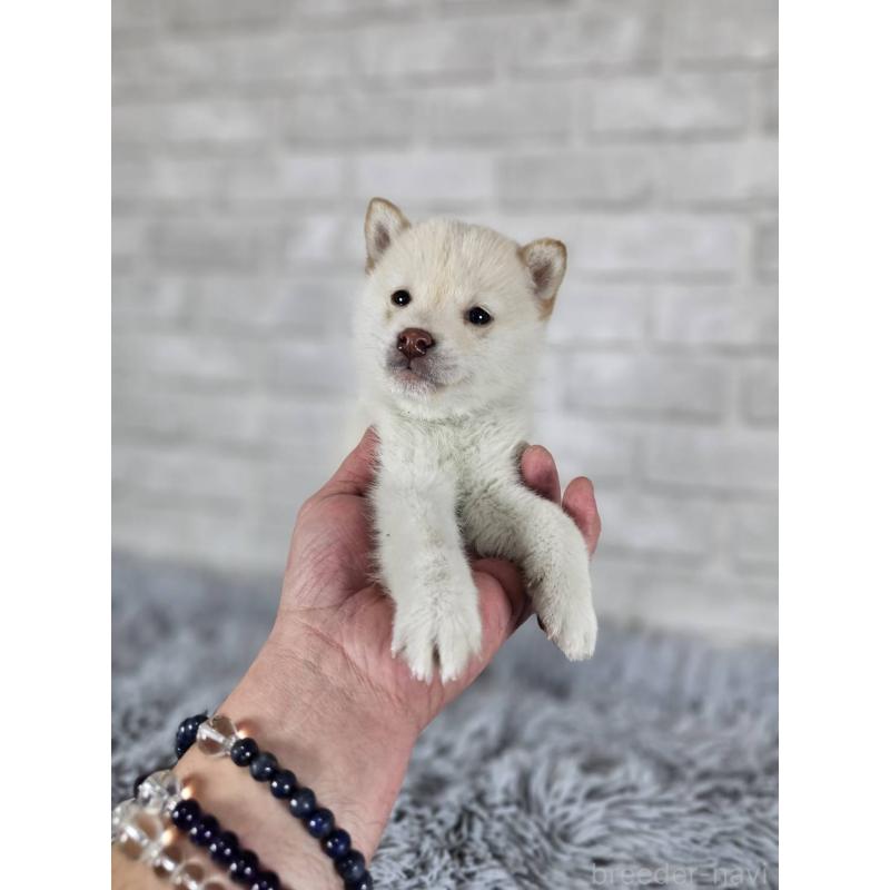 販売中の和歌山県の柴犬-443594の5枚目