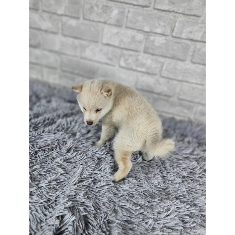 販売中の和歌山県の柴犬-443594の4枚目