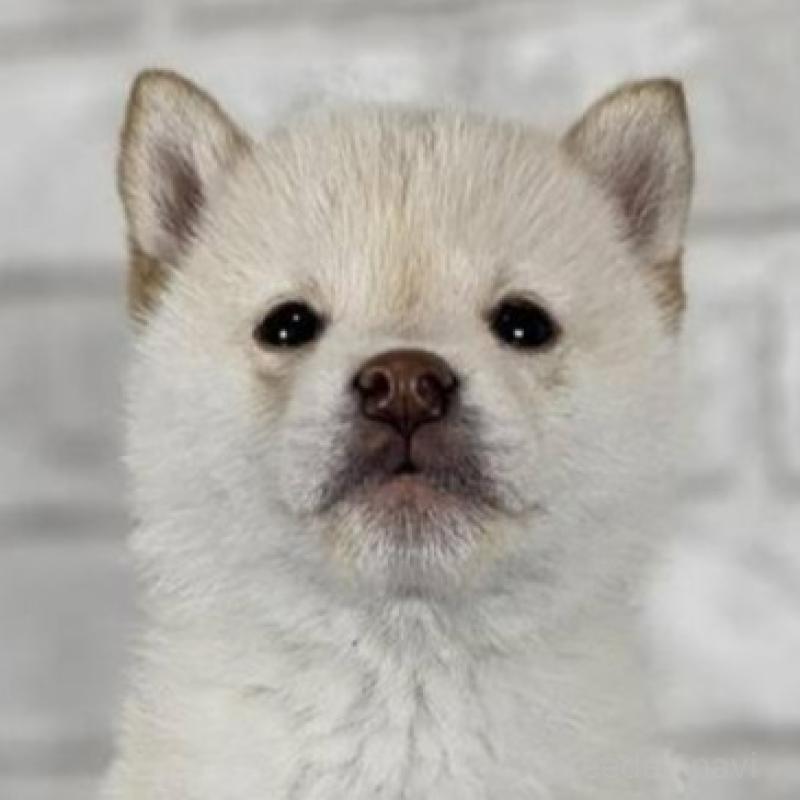 販売中の和歌山県の柴犬-443594