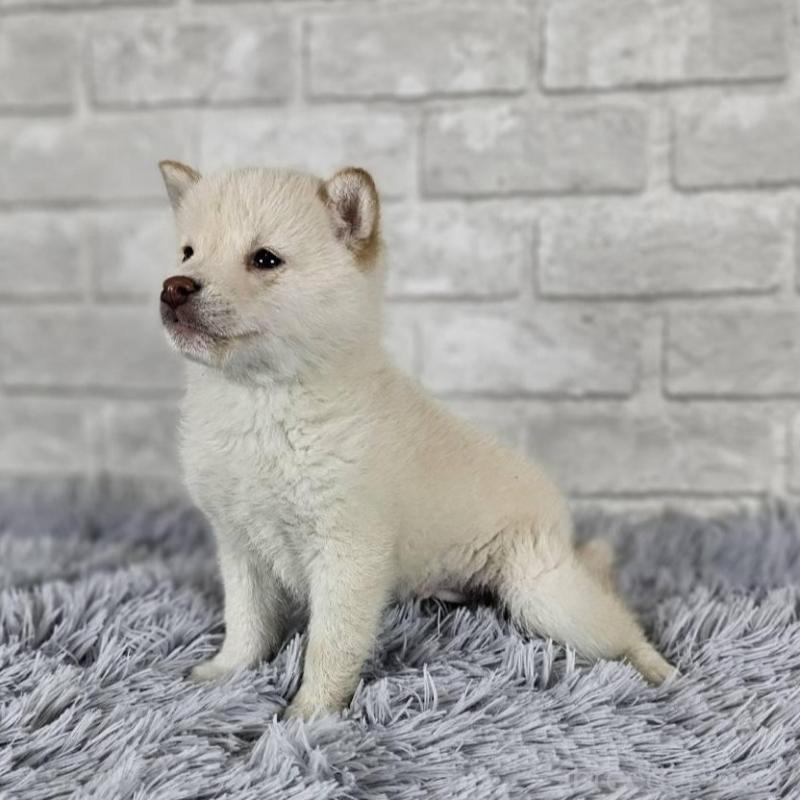 販売中の和歌山県の柴犬-443594の3枚目