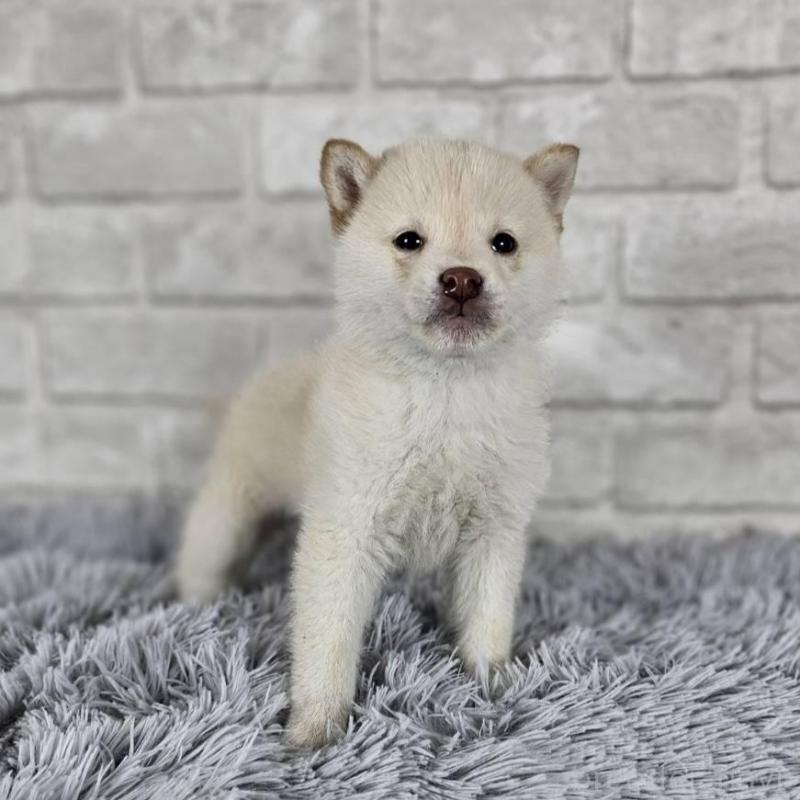 販売中の和歌山県の柴犬-443594の2枚目