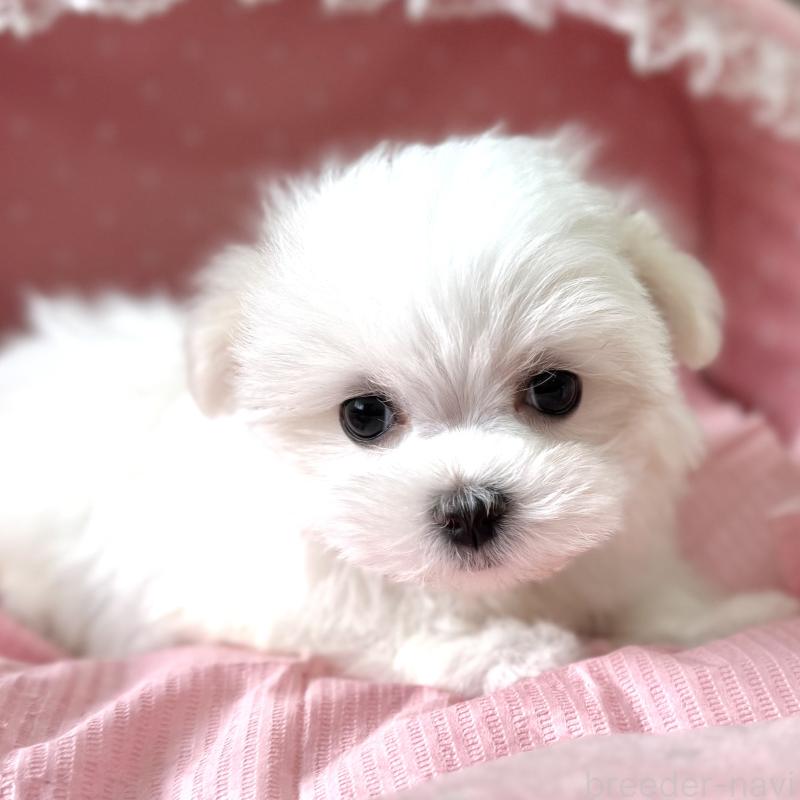 販売中の大阪府のマルチーズ-443595の7枚目