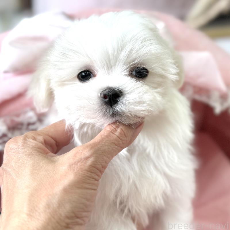 販売中の大阪府のマルチーズ-443595の6枚目