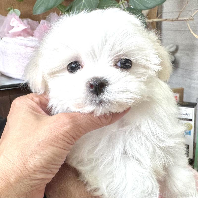 販売中の大阪府のマルチーズ-443595の5枚目