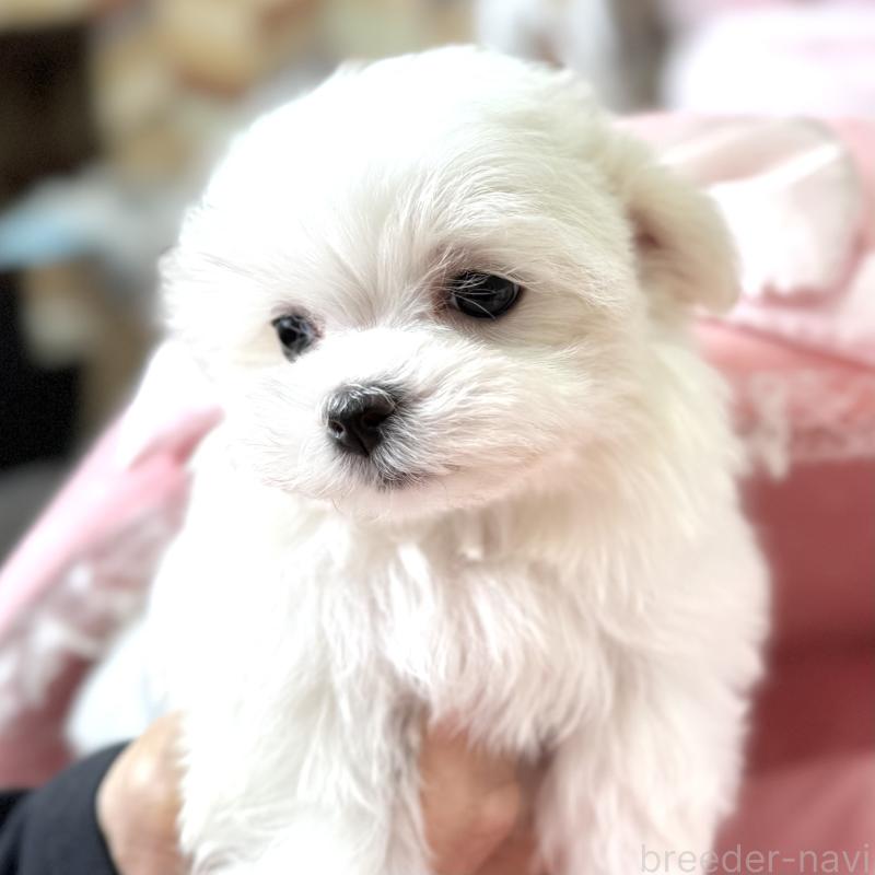 販売中の大阪府のマルチーズ-443595の4枚目