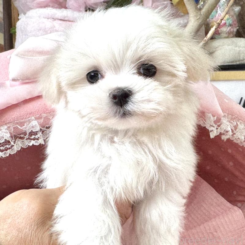 販売中の大阪府のマルチーズ-443595の2枚目