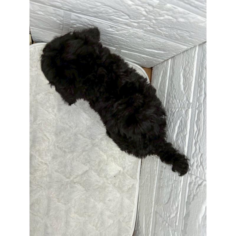 販売中の茨城県のトイプードル-443598の12枚目