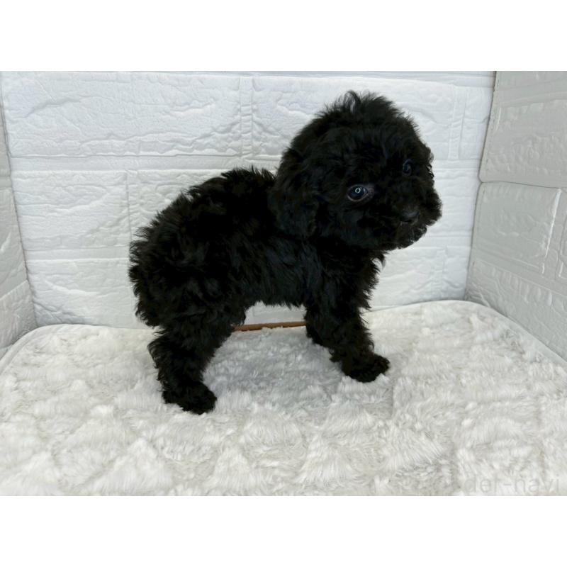 販売中の茨城県のトイプードル-443598の10枚目