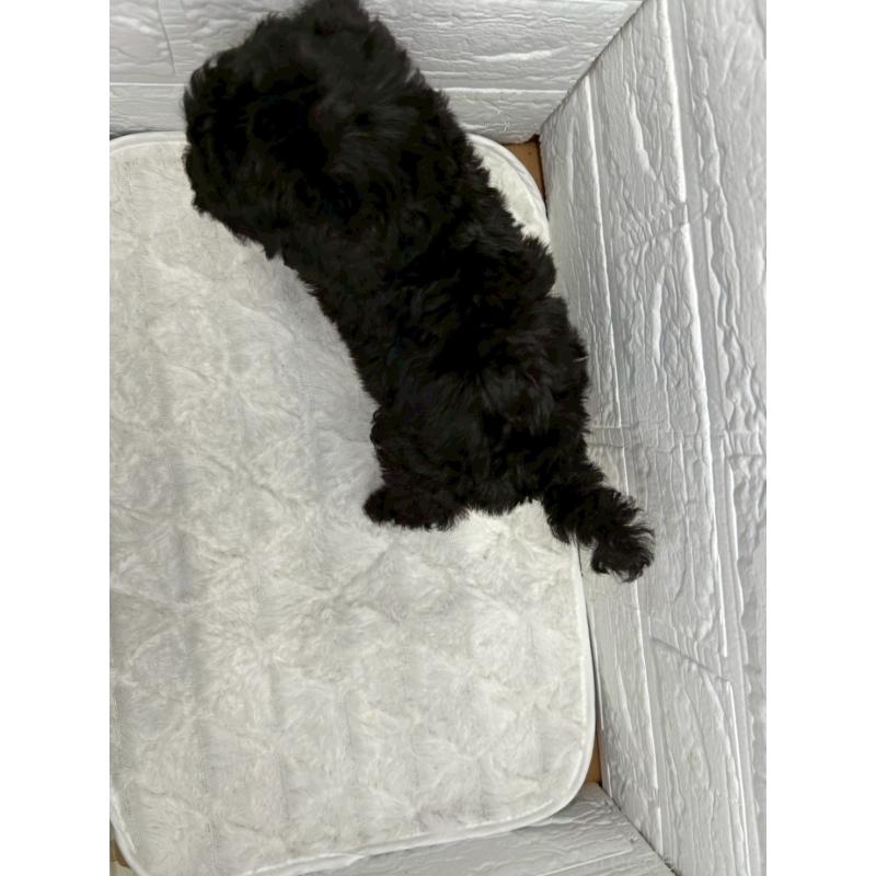 販売中の茨城県のトイプードル-443598の9枚目