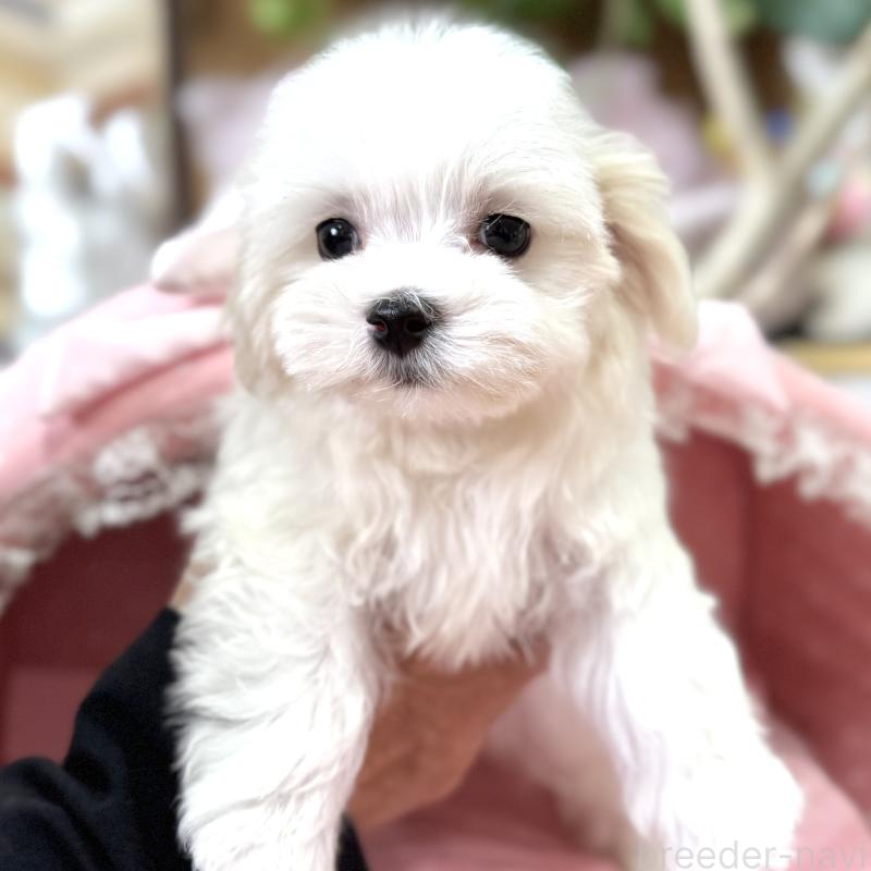 販売中の大阪府のマルチーズ-443597の8枚目