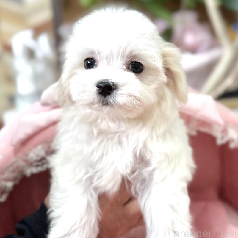 販売中の大阪府のマルチーズ-443597の7枚目