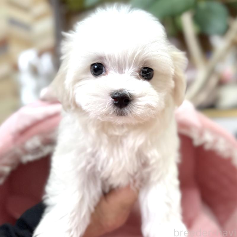 販売中の大阪府のマルチーズ-443597の5枚目