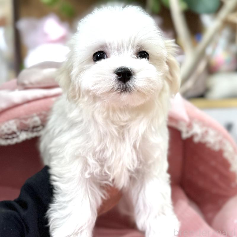 販売中の大阪府のマルチーズ-443597の3枚目