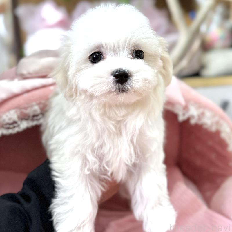 販売中の大阪府のマルチーズ-443597の2枚目