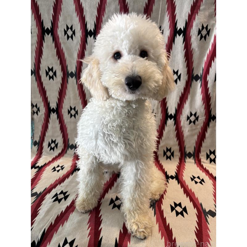 販売中の茨城県のミディアムプードル-443600の5枚目