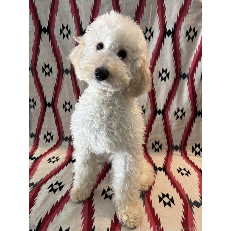 販売中の茨城県のミディアムプードル-443600の4枚目