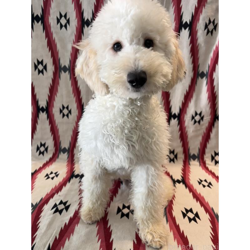 販売中の茨城県のミディアムプードル-443600の1枚目
