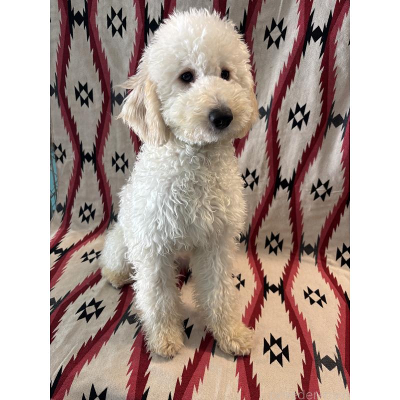 販売中の茨城県のミディアムプードル-443600の3枚目