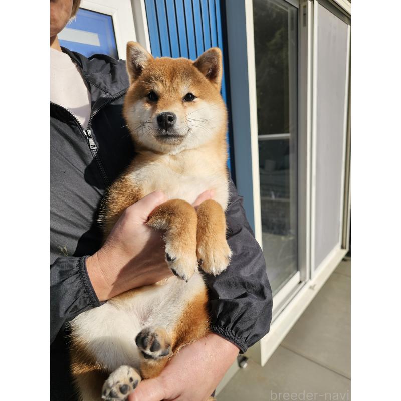 販売中の和歌山県の豆柴-408293の6枚目