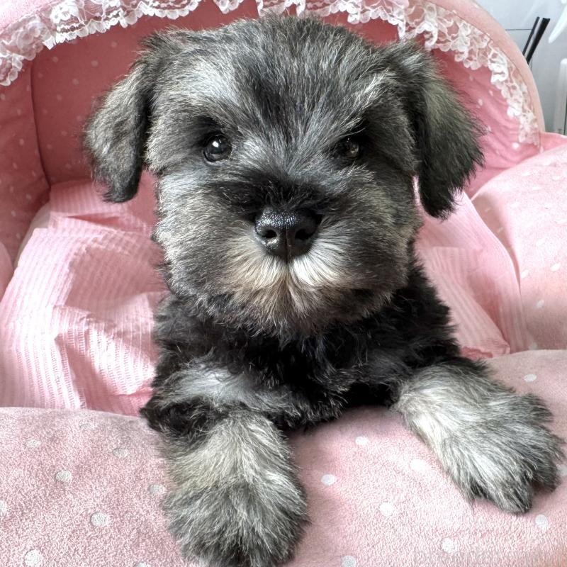 販売中の大阪府のミニチュアシュナウザー-443601の9枚目