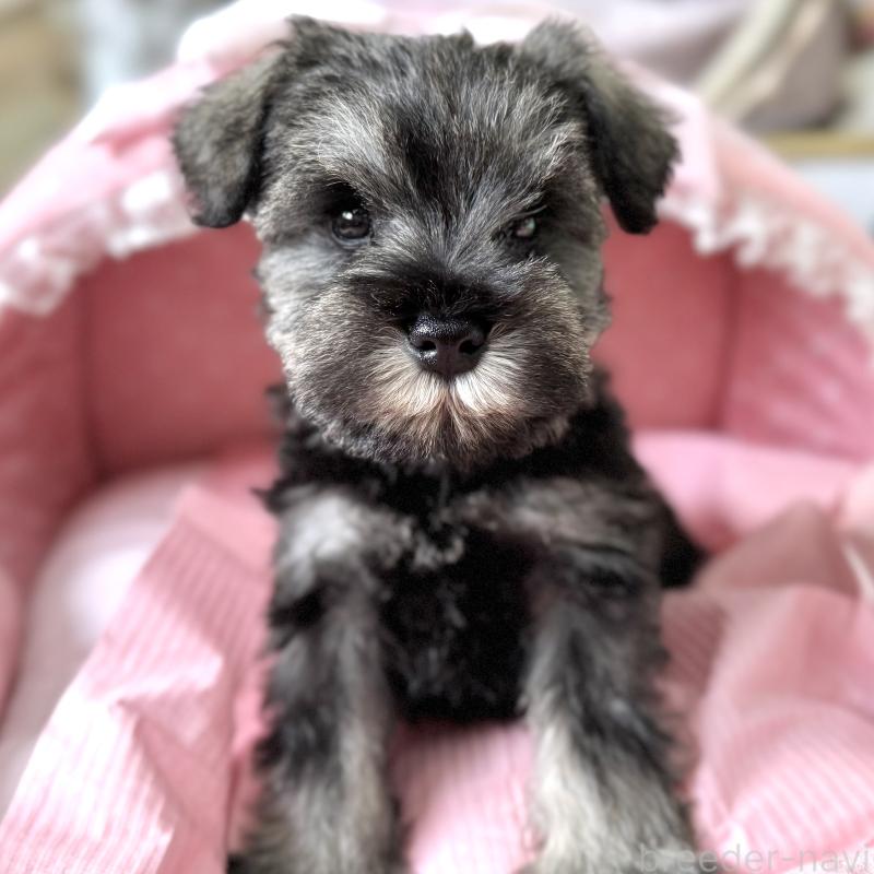 販売中の大阪府のミニチュアシュナウザー-443601の8枚目