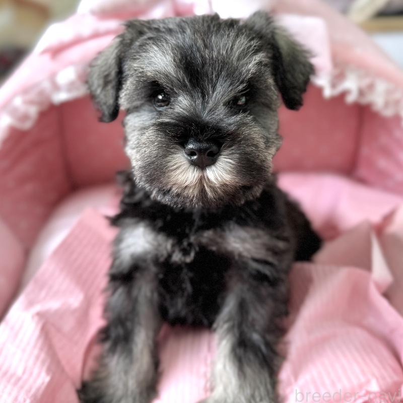 販売中の大阪府のミニチュアシュナウザー-443601の7枚目