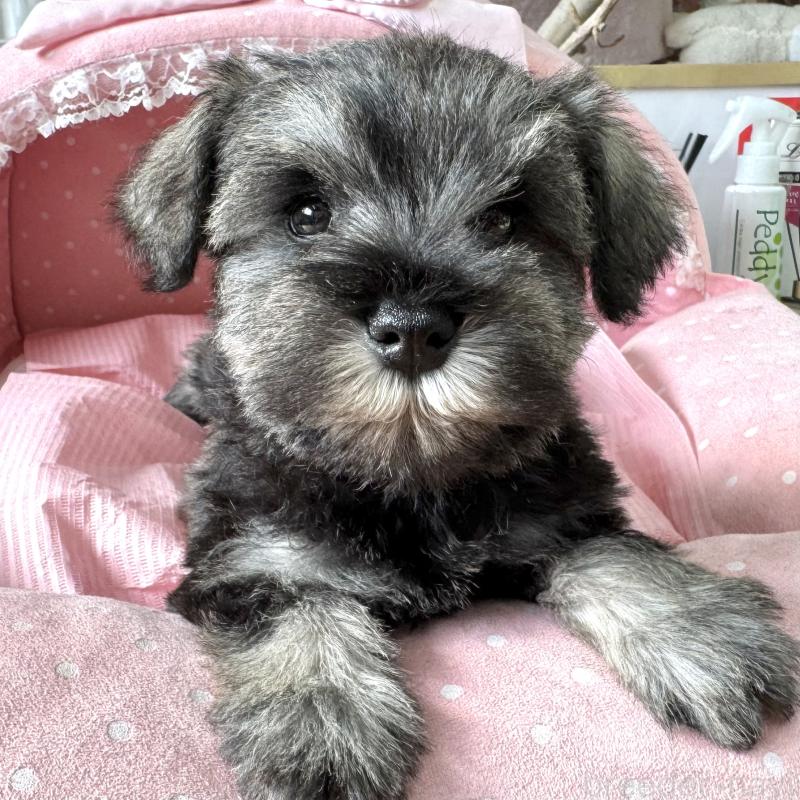 販売中の大阪府のミニチュアシュナウザー-443601の4枚目