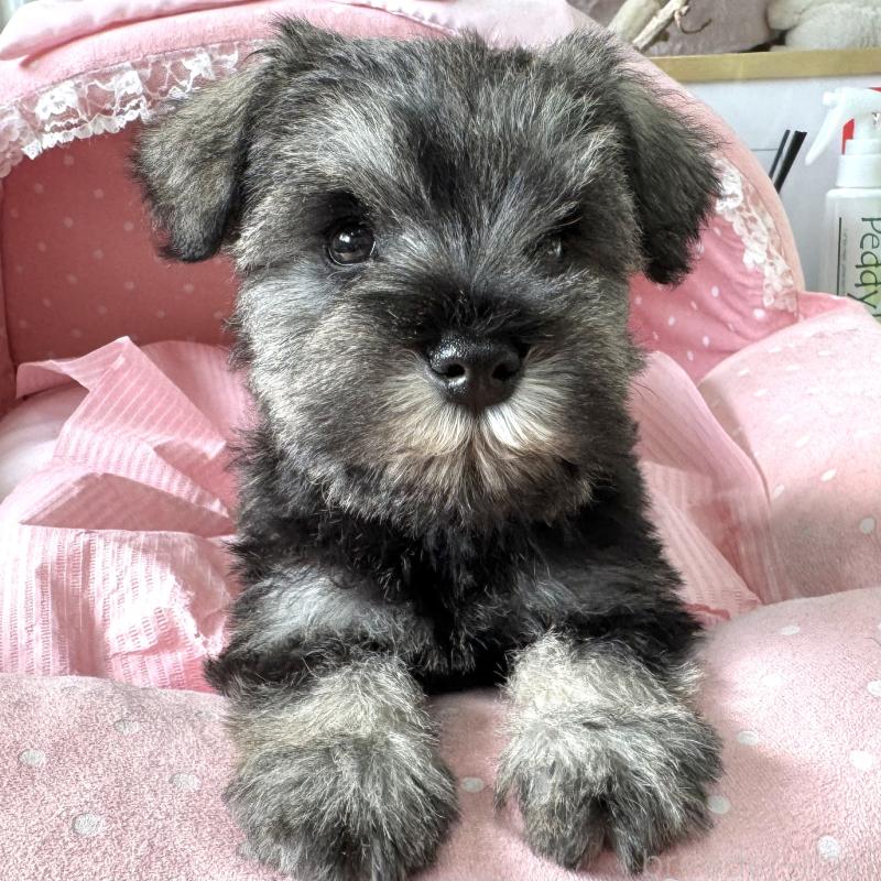 販売中の大阪府のミニチュアシュナウザー-443601