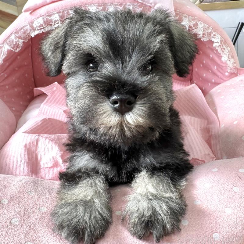 販売中の大阪府のミニチュアシュナウザー-443601の3枚目