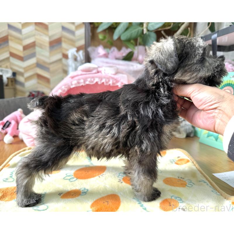 販売中の大阪府のミニチュアシュナウザー-443601の2枚目