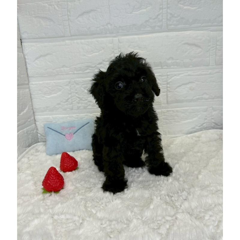 販売中の茨城県のトイプードル-443606の13枚目