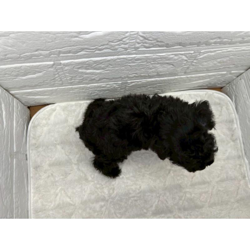 販売中の茨城県のトイプードル-443606の12枚目