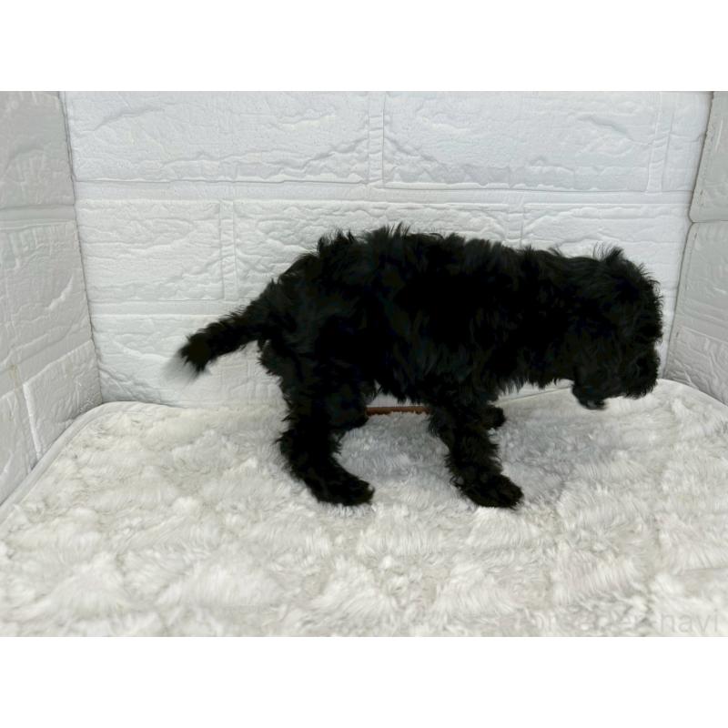 販売中の茨城県のトイプードル-443606の10枚目