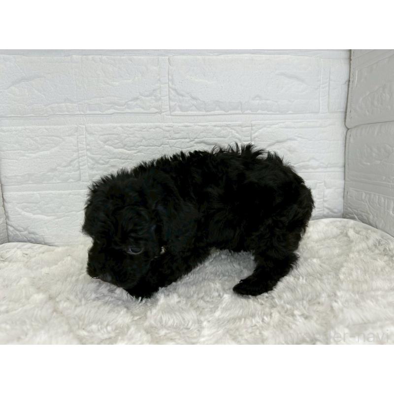 販売中の茨城県のトイプードル-443606の9枚目