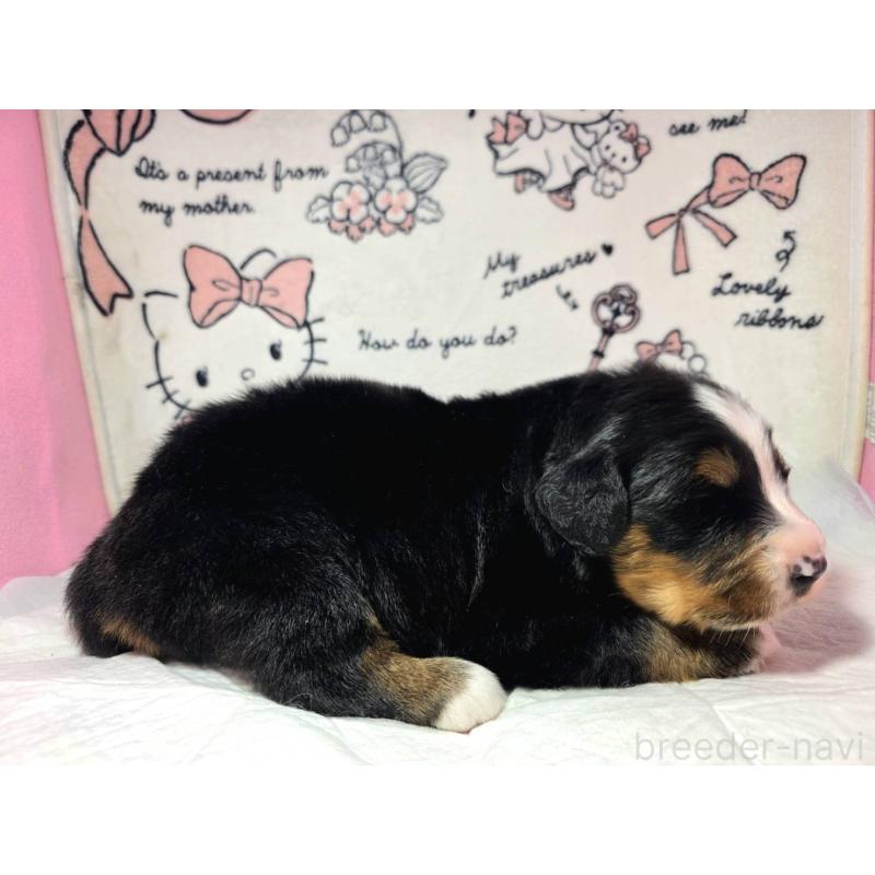 販売中の静岡県のバーニーズマウンテンドッグ-443605の7枚目