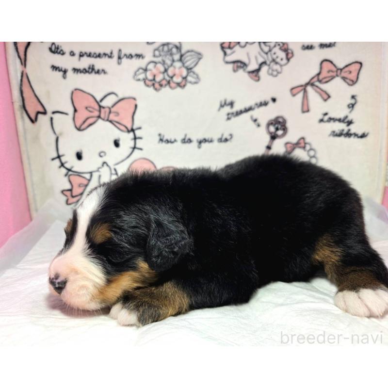 販売中の静岡県のバーニーズマウンテンドッグ-443605の6枚目