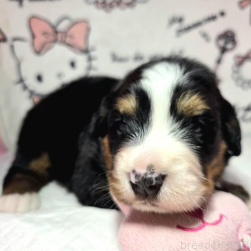 販売中の静岡県のバーニーズマウンテンドッグ-443605