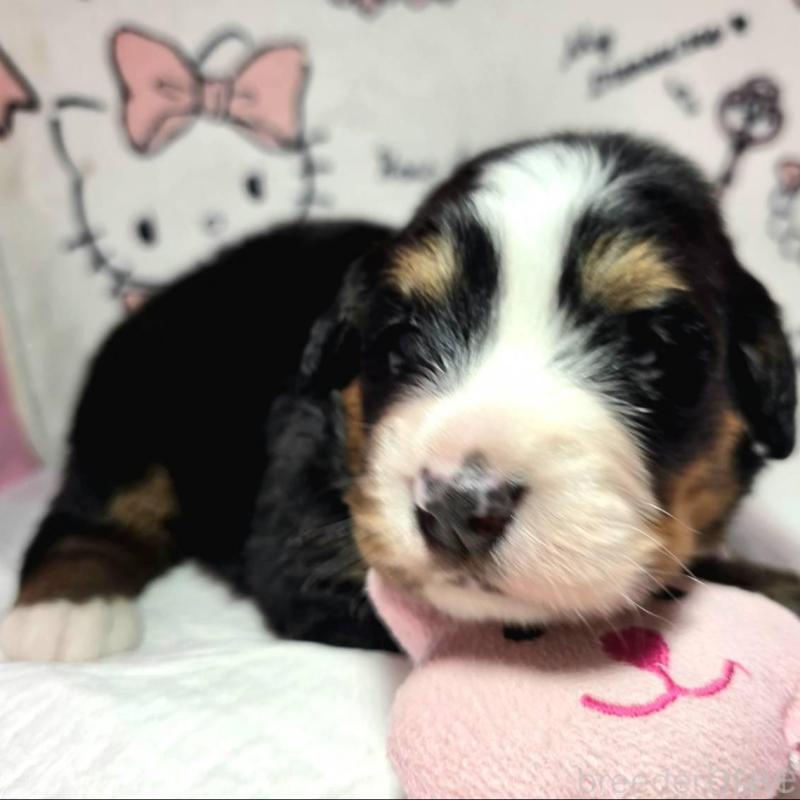 販売中の静岡県のバーニーズマウンテンドッグ-443605の5枚目