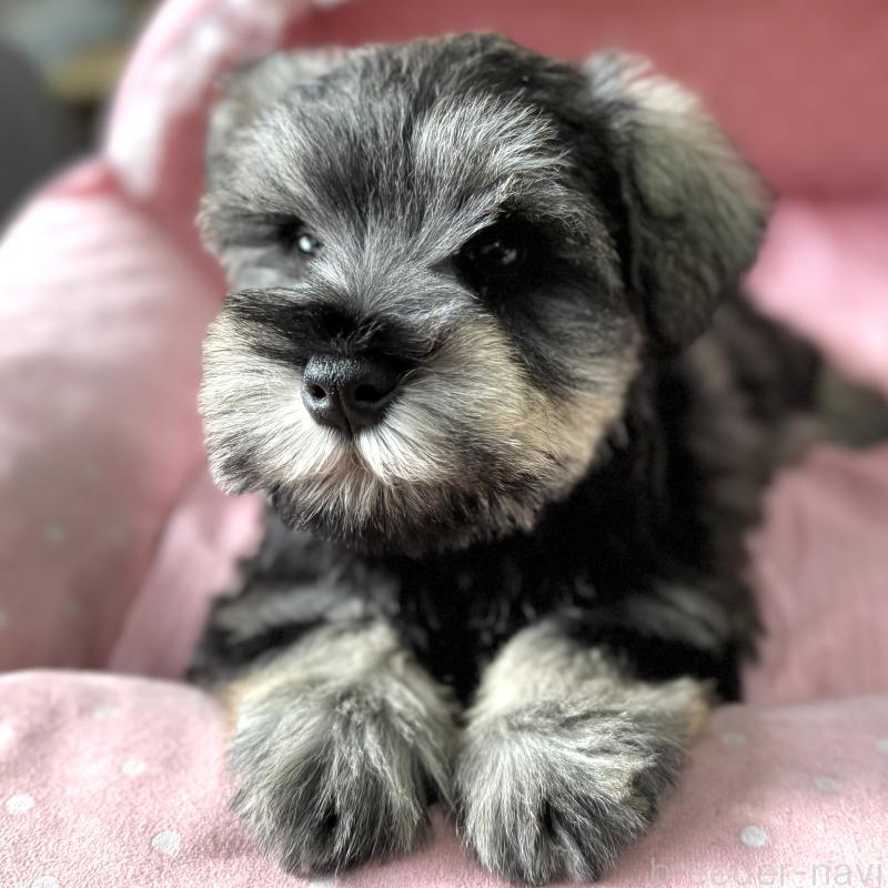 販売中の大阪府のミニチュアシュナウザー-443604の9枚目