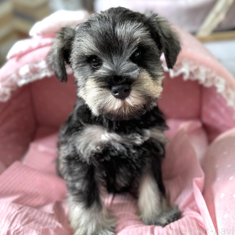 販売中の大阪府のミニチュアシュナウザー-443604の8枚目