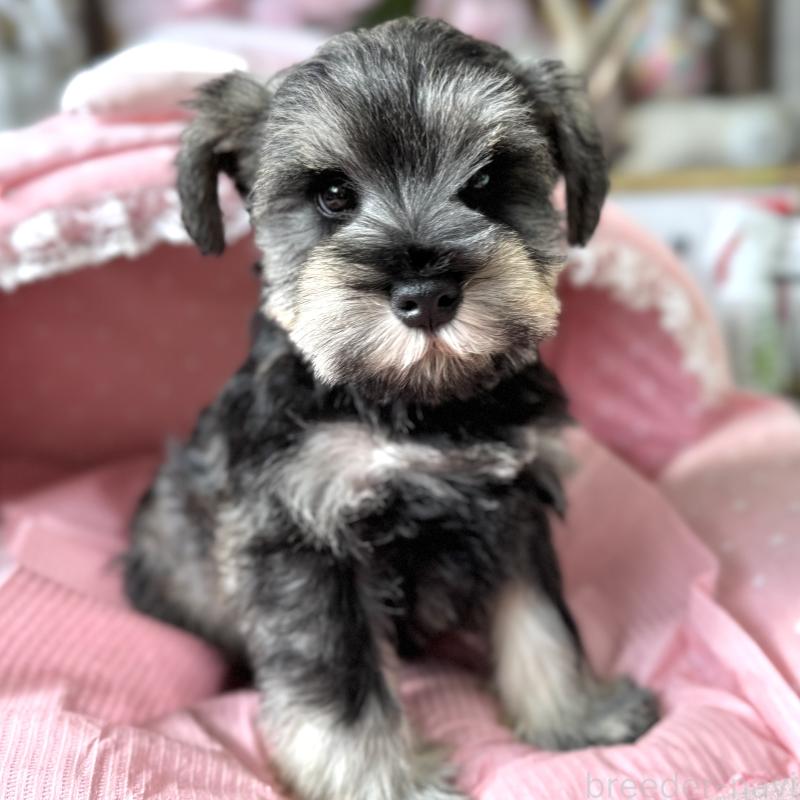 販売中の大阪府のミニチュアシュナウザー-443604の7枚目